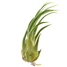 Tillandsia Air Plant Seleriana 3-5"
