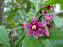 Ardisia Humilus 4" toxic