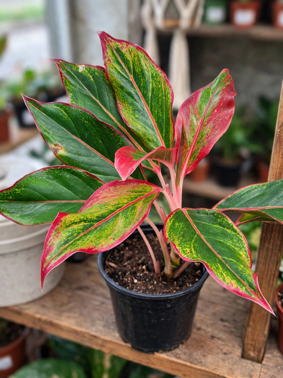 Aglaonema Creta