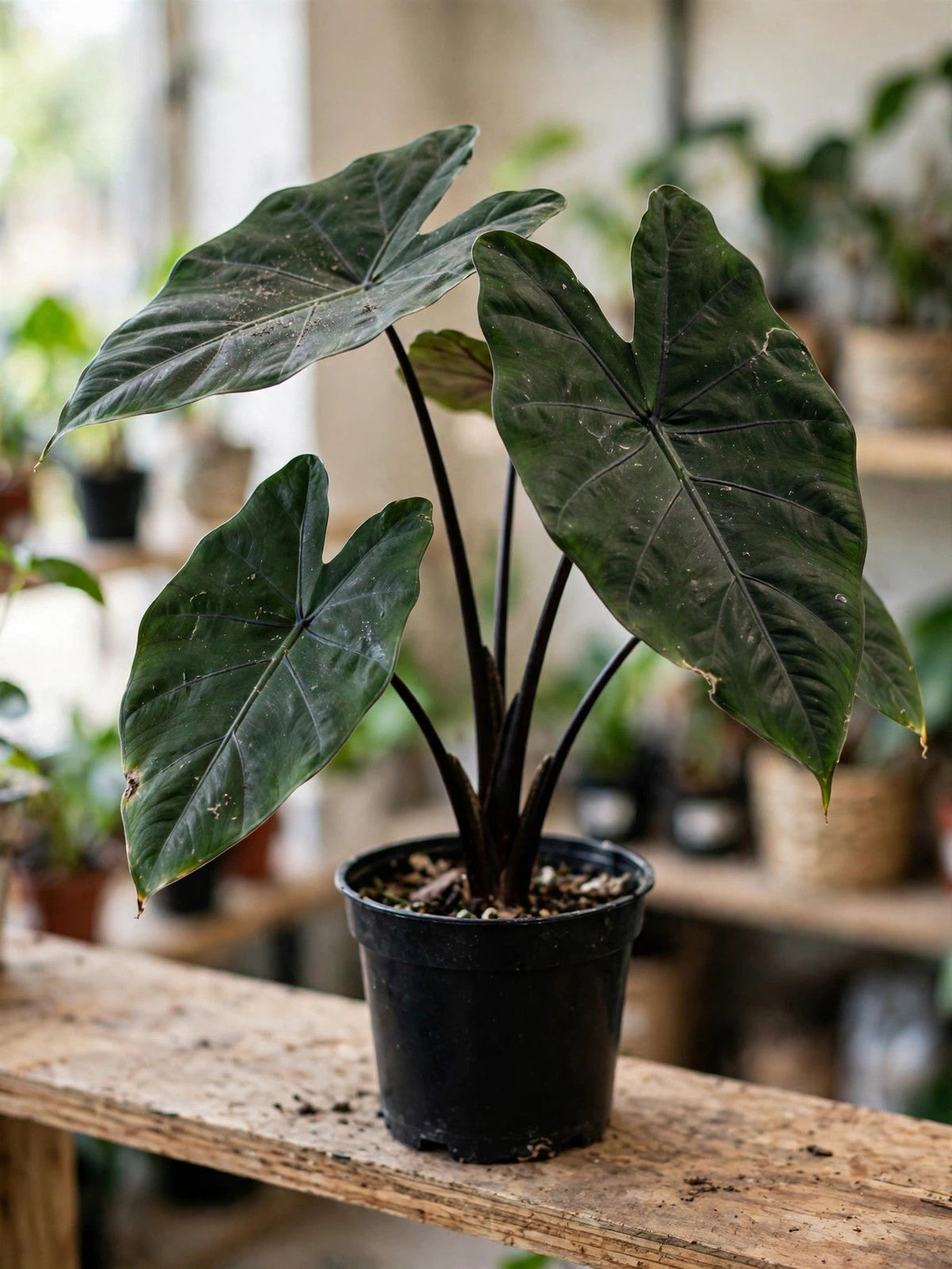 Alocasia Ebony
