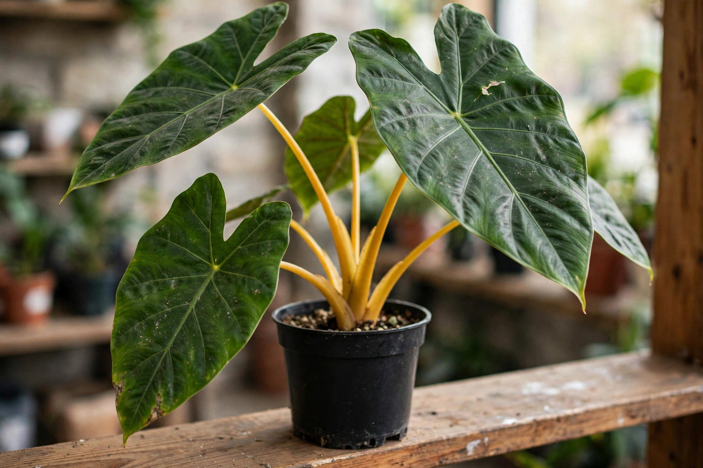 Alocasia Golden Bone