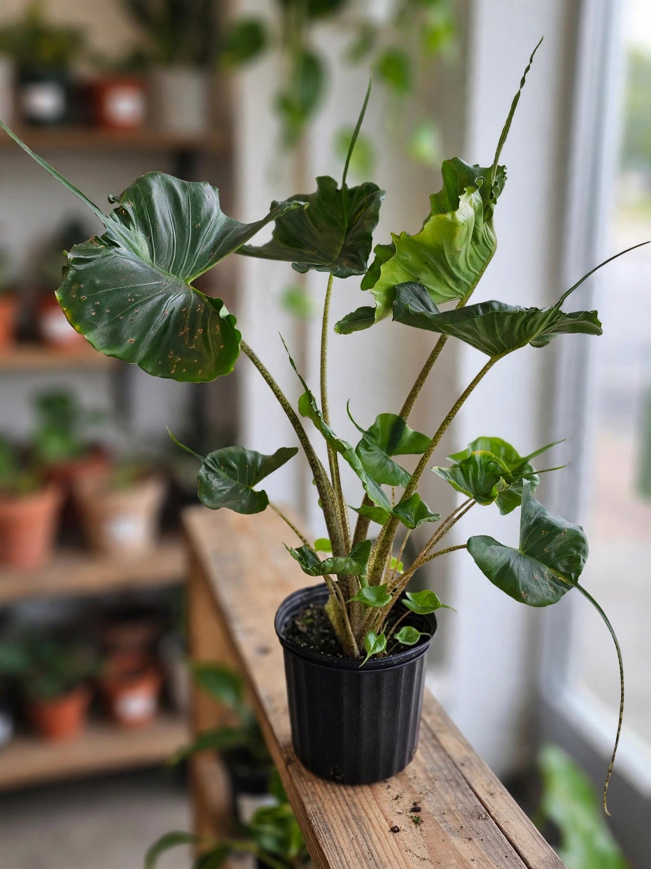 Alocasia Stingray