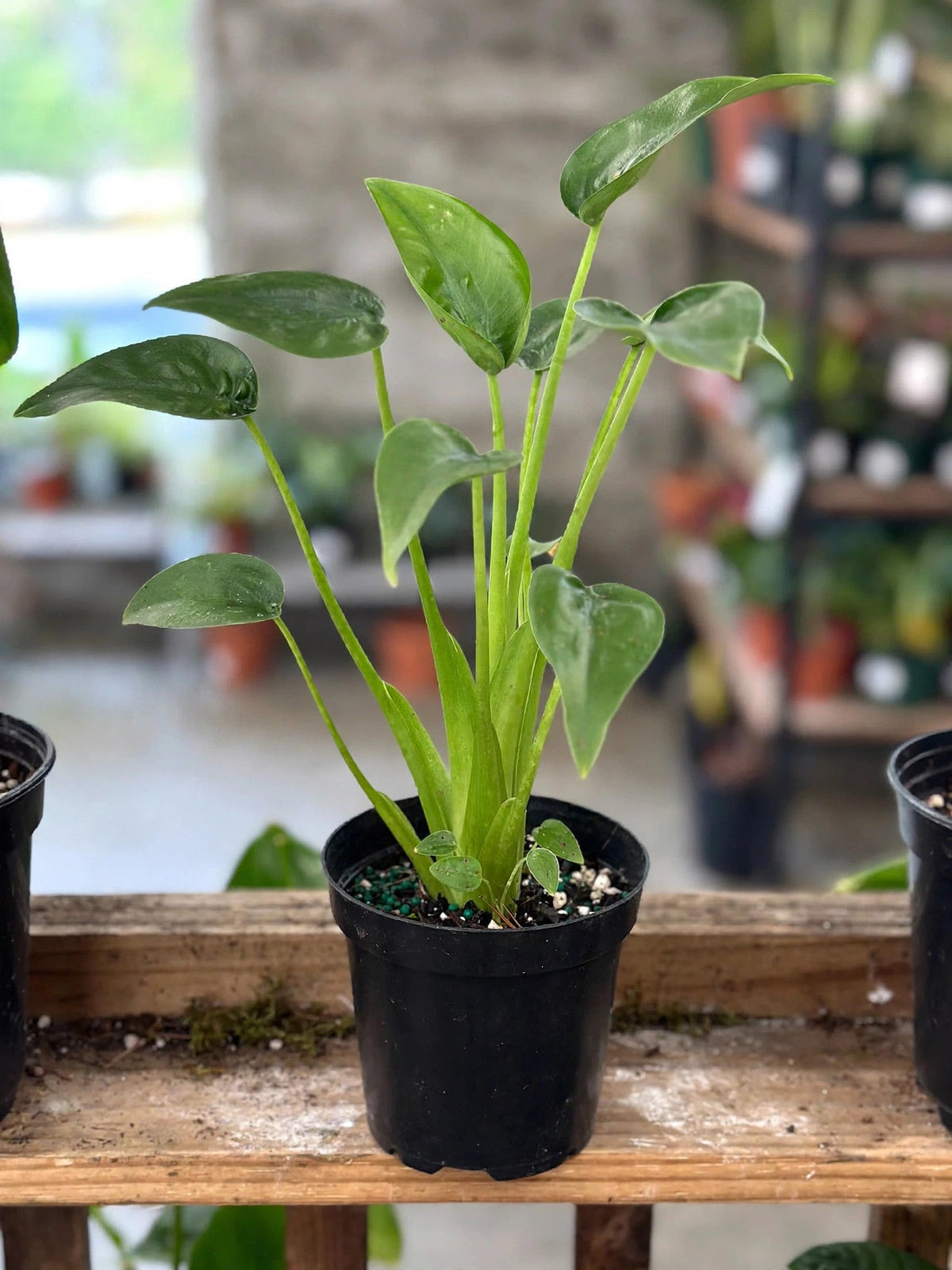 Alocasia Tiny Dancer