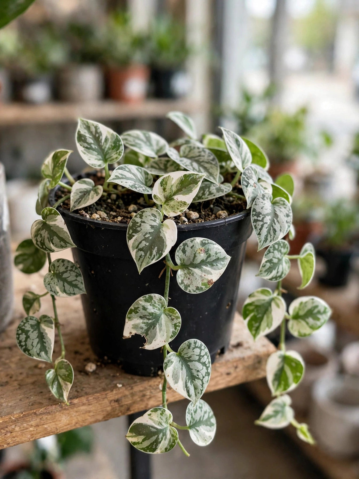 Pothos 'Pearls and Jade'