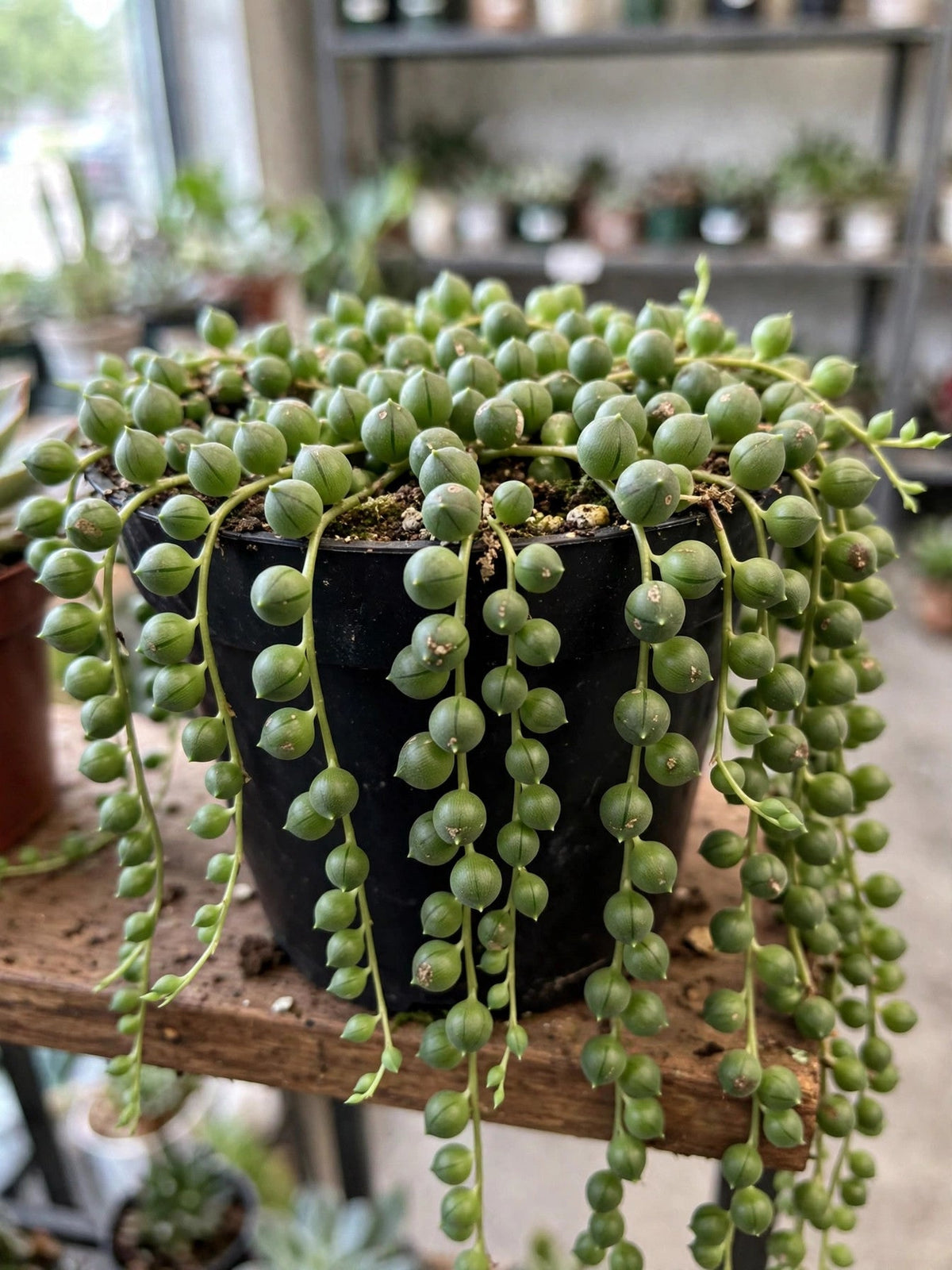 String of Pearls (Senecio rowleyanus)