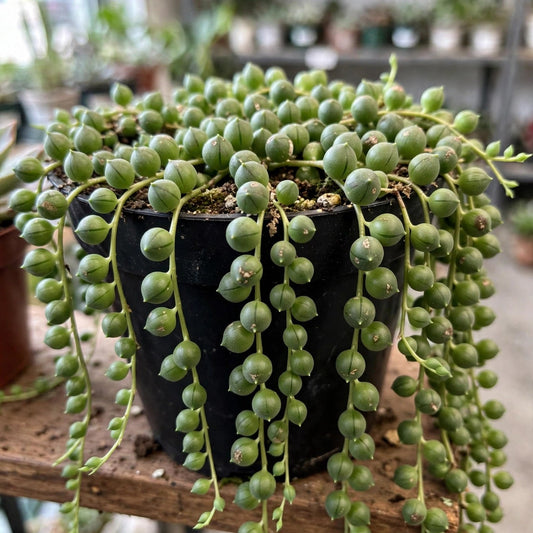 String of Pearls (Senecio rowleyanus)