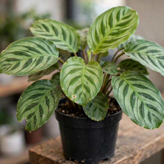 Calathea Green Beauty