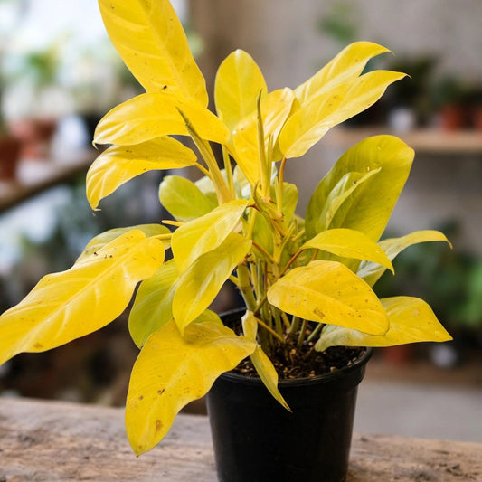Philodendron Mayagold