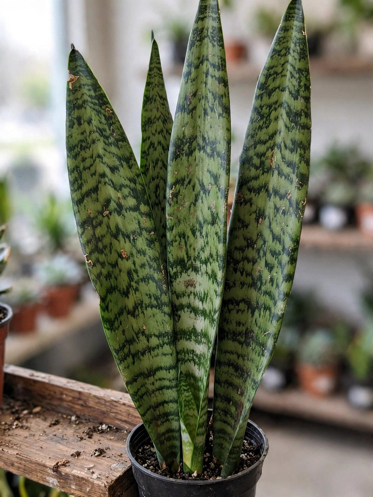 Sansevieria Zeylanica