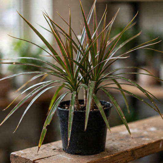 Dracaena Marginata