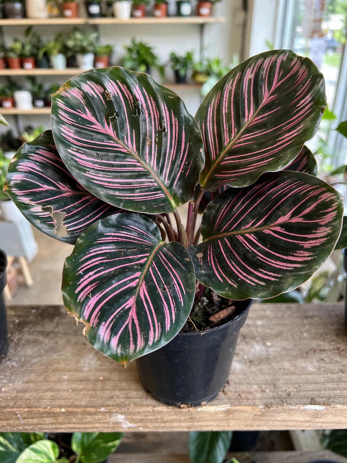 Calathea Pink Star