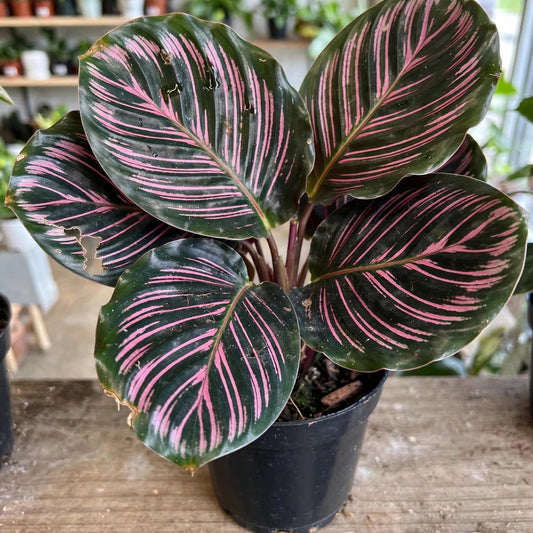 Calathea Pink Star