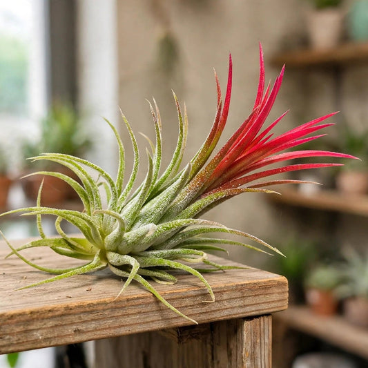 Tillandsia Air Plant Ionantha Rubra