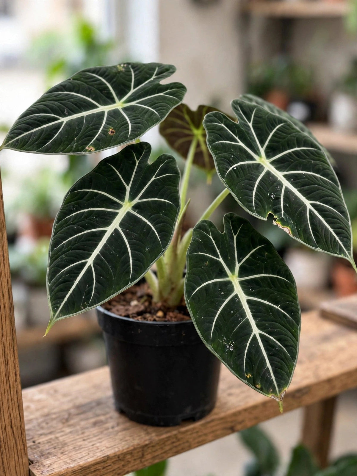 Alocasia Frydek