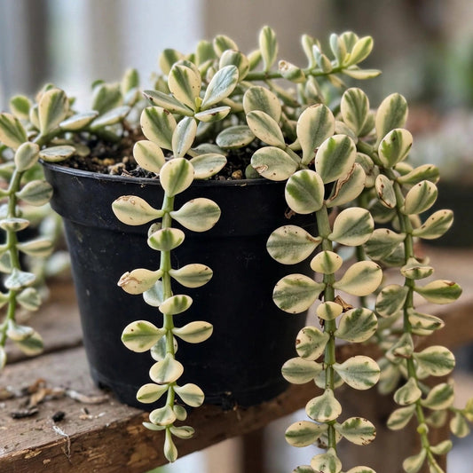 Weeping Variegated Jade