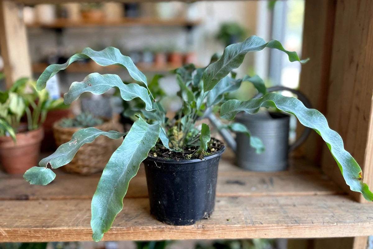Blue Star Fern