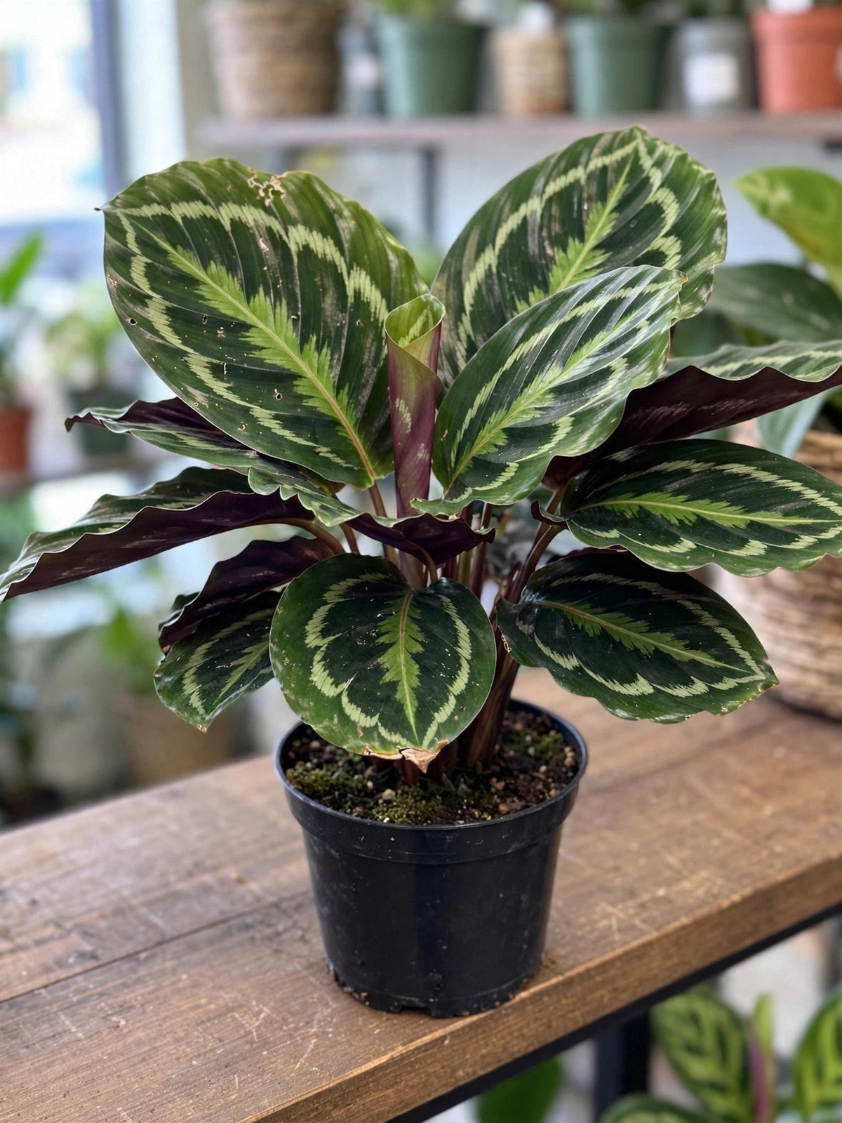 Calathea Royal Standard