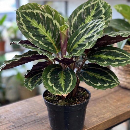 Calathea Royal Standard