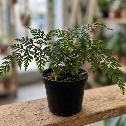 Korean Rock Fern