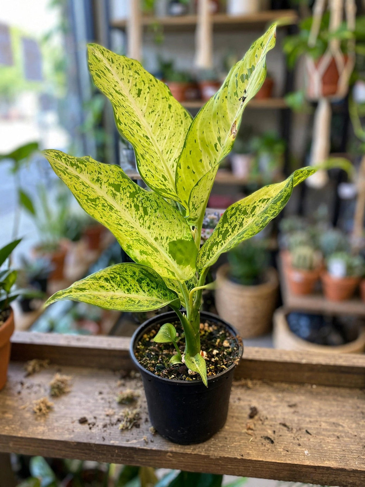 Dieffenbachia Maui Wowie