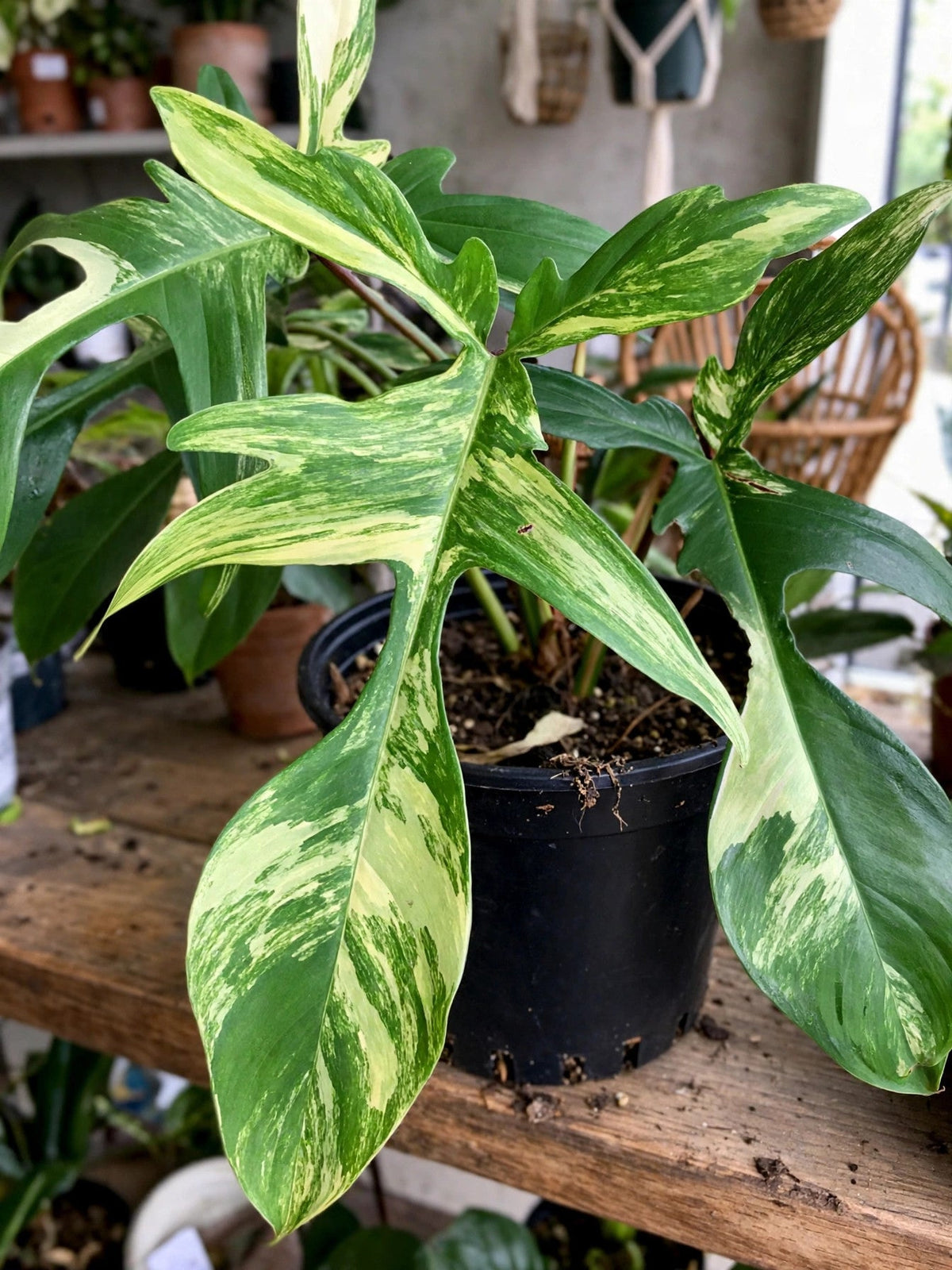 Philodendron Florida Green Beauty Variegated