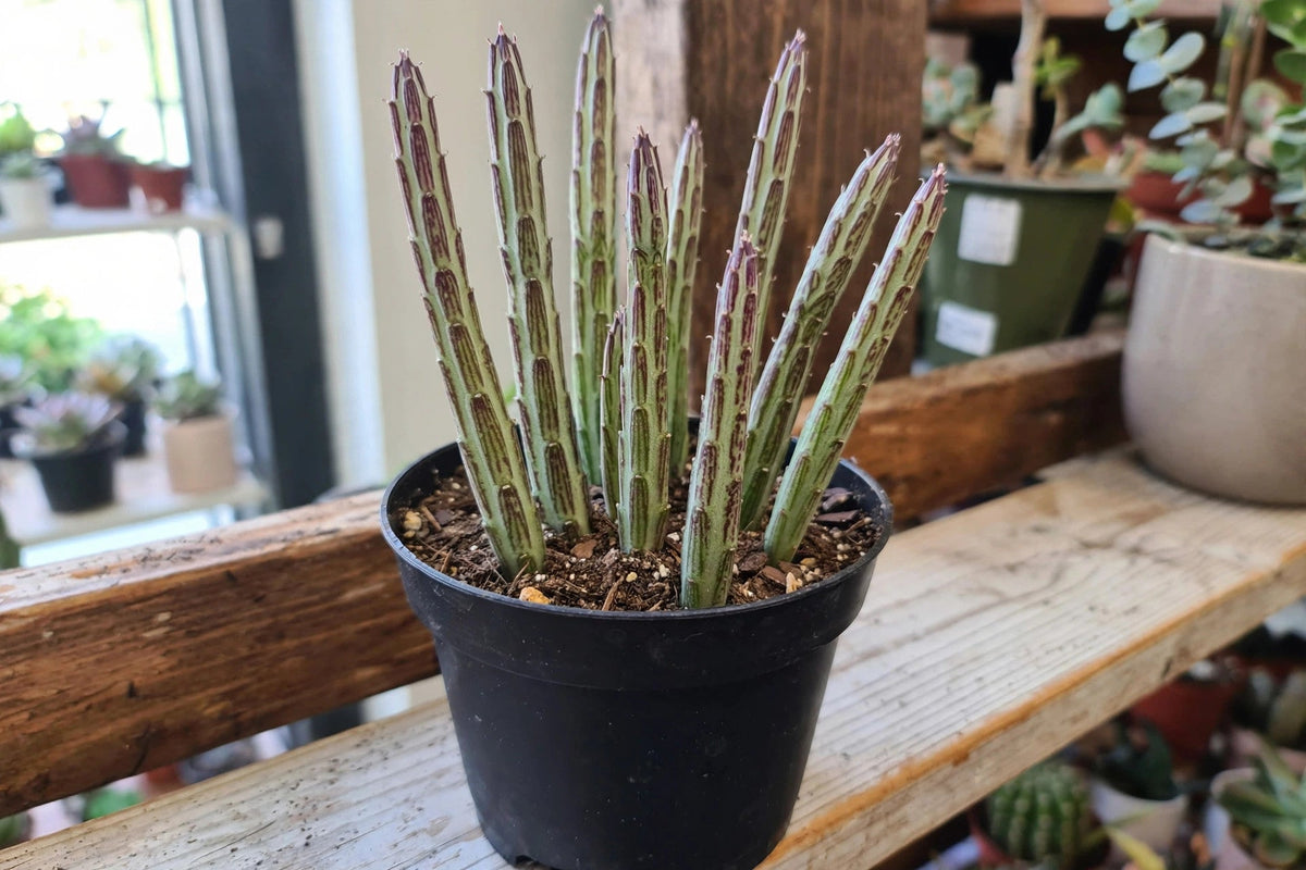 Kleinia Stapeliiformis Succulent Pickle Plant