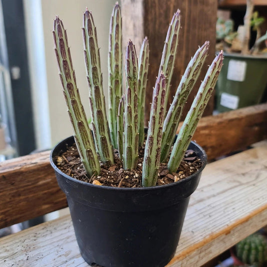 Kleinia Stapeliiformis Succulent Pickle Plant