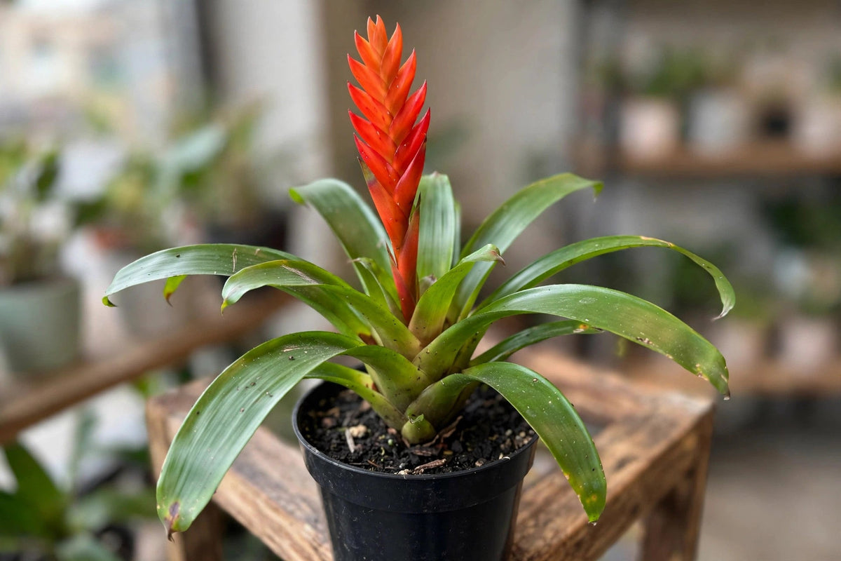 Bromeliad Guzmania