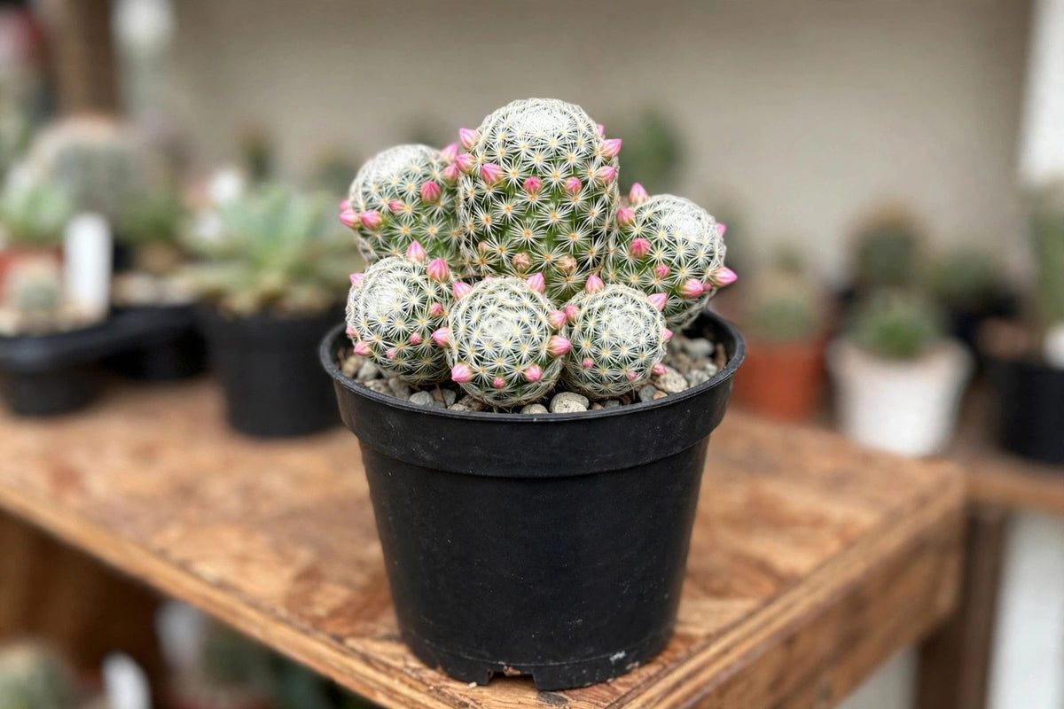 Cactus3”