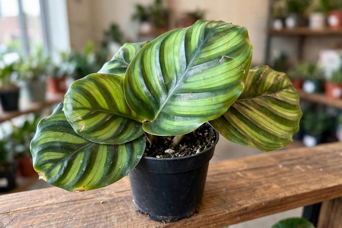 Calathea Fasciata