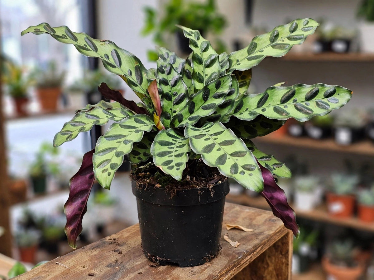 Calathea Lancifolia Rattlesnake