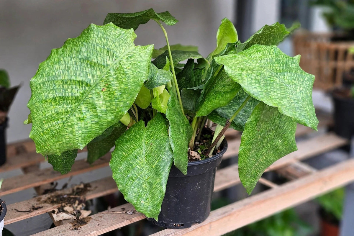 Calathea Musaica Network