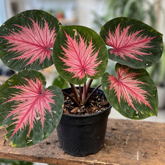 Calathea Roseopicta
