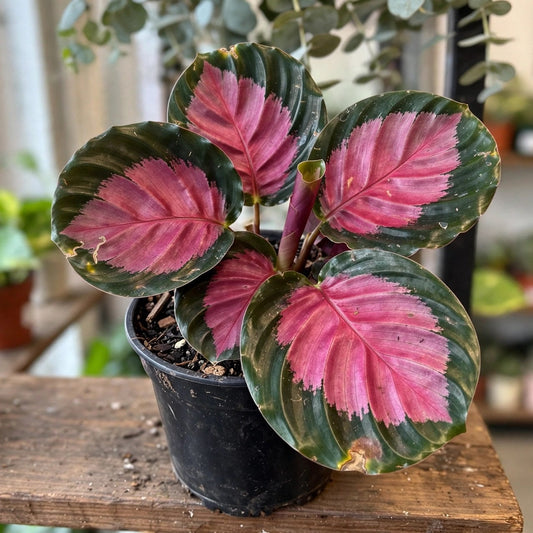 Calathea Rosy