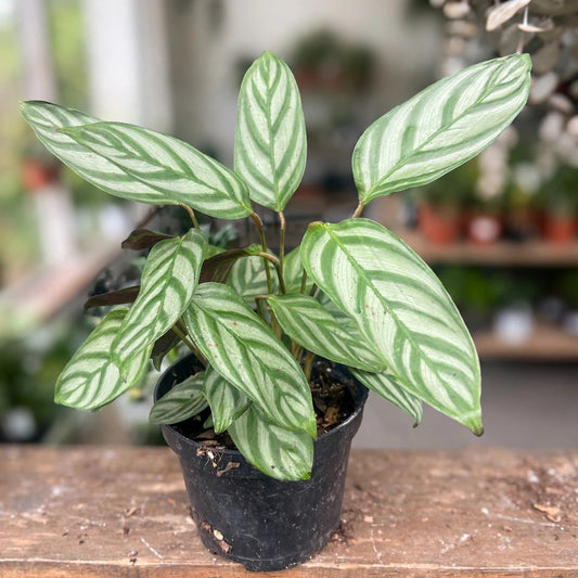 Ctenanthe Setosa