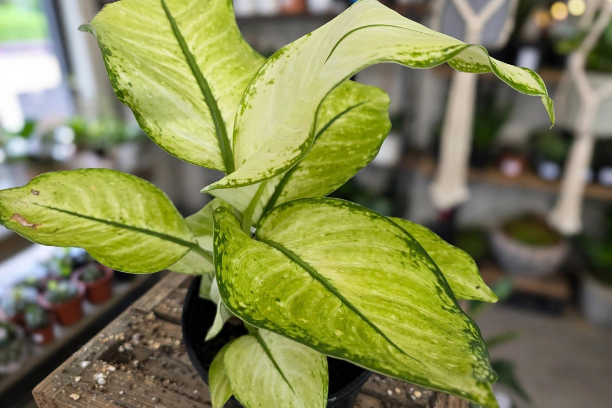 Dieffenbachia Martha