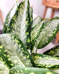 Dieffenbachia Panther 8" toxic