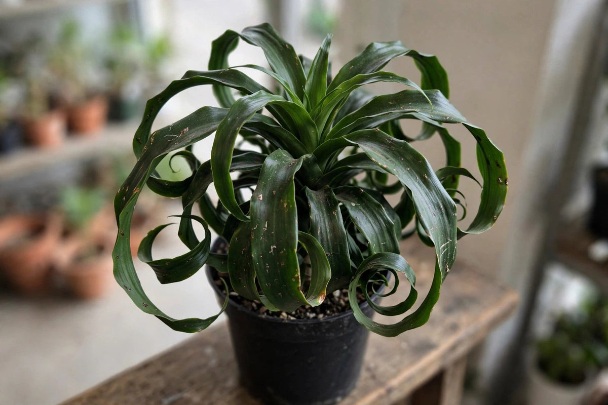 Dracaena Dragon Tornado