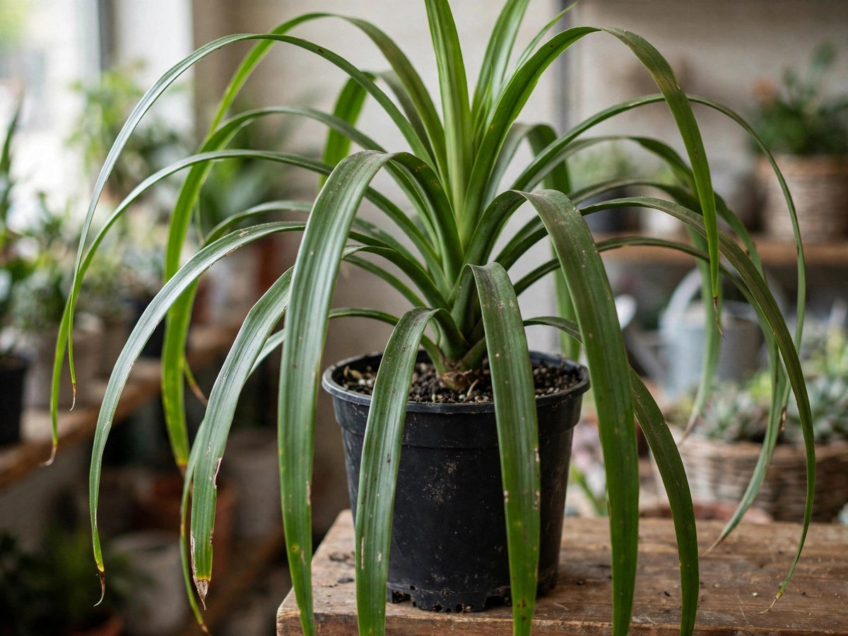 Dracaena Green P