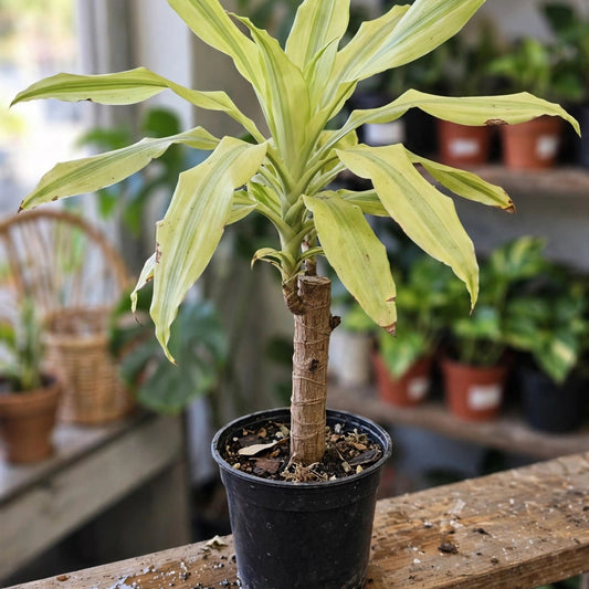 Dracaena Moonlight Cane