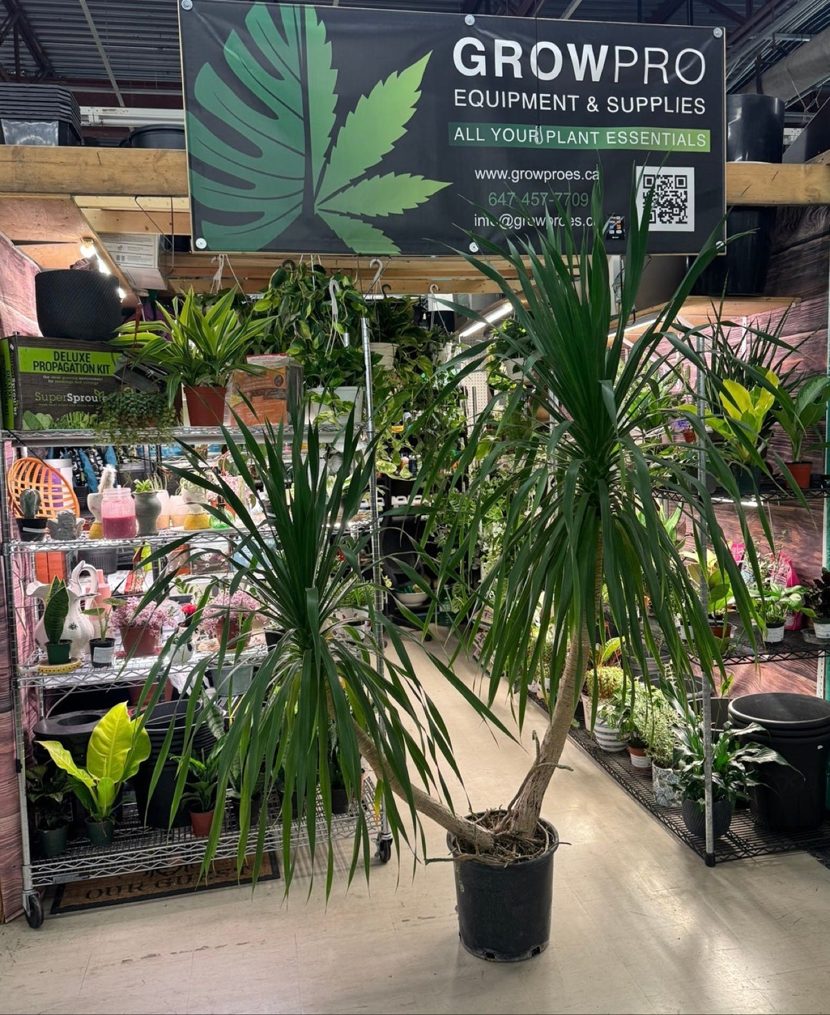 Dracaena Tarzan 12 inch