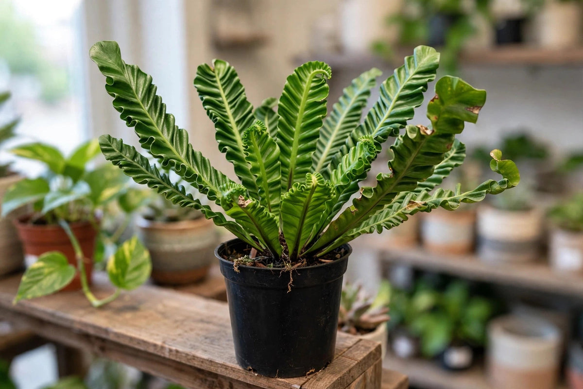 Cobra Fern