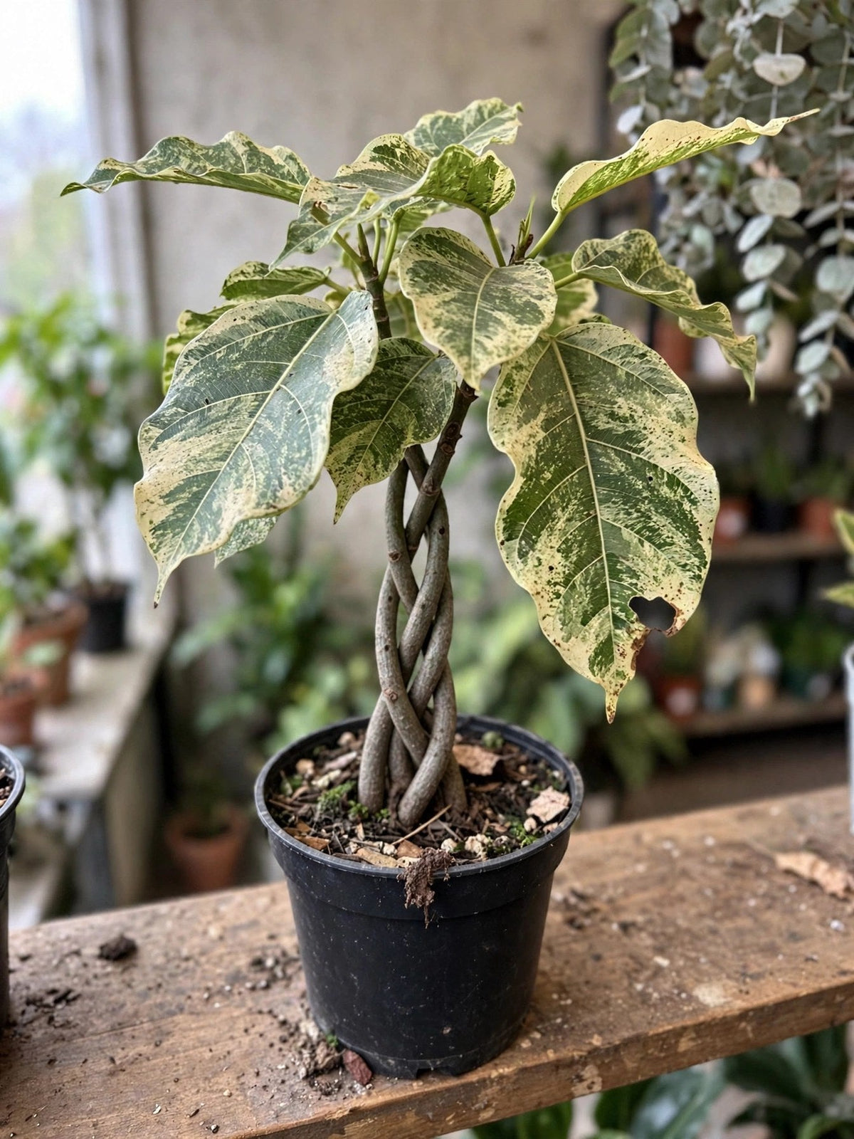 Ficus Aspera Variegated Braid