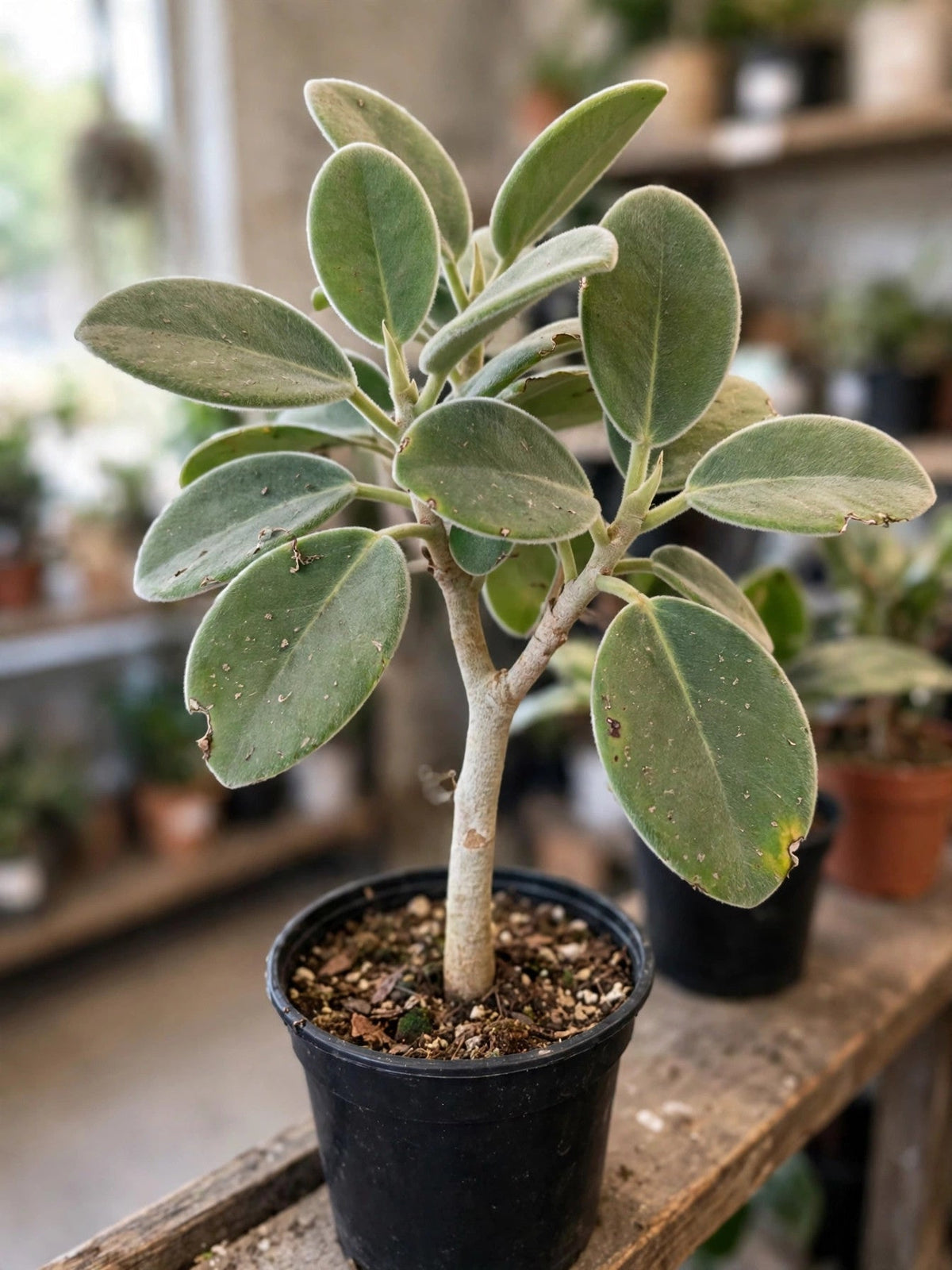Ficus Audrey