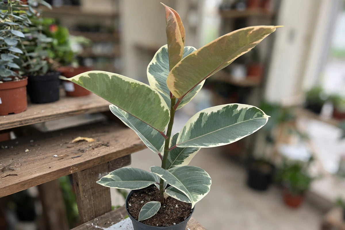 Ficus Rubber Tineke