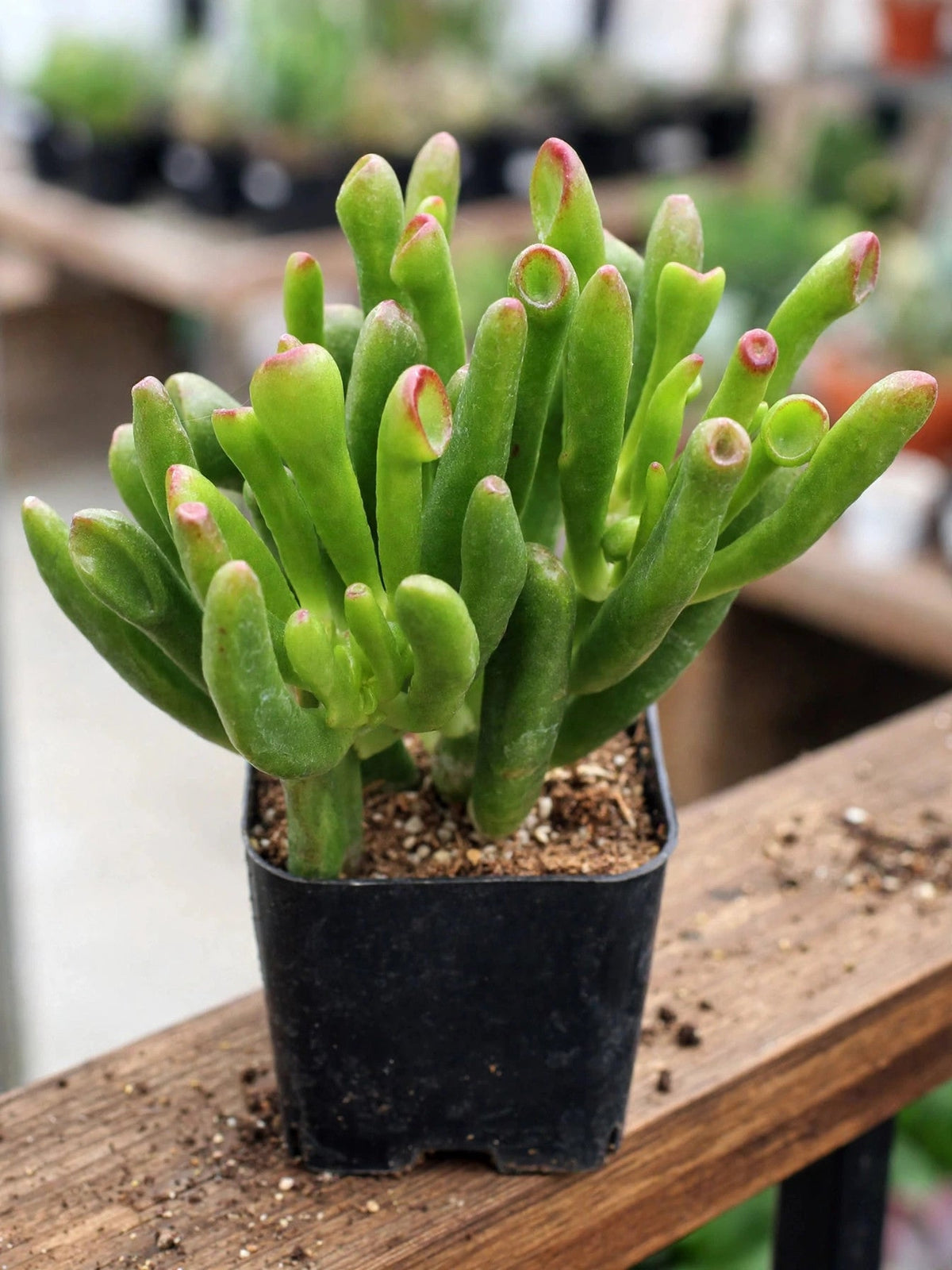 Gollum Jade
