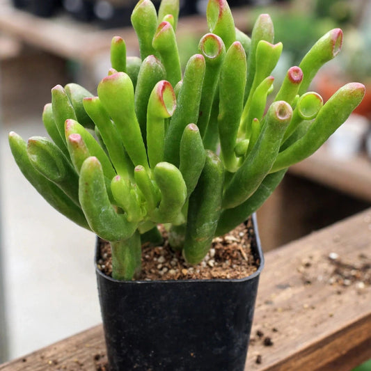 Gollum Jade