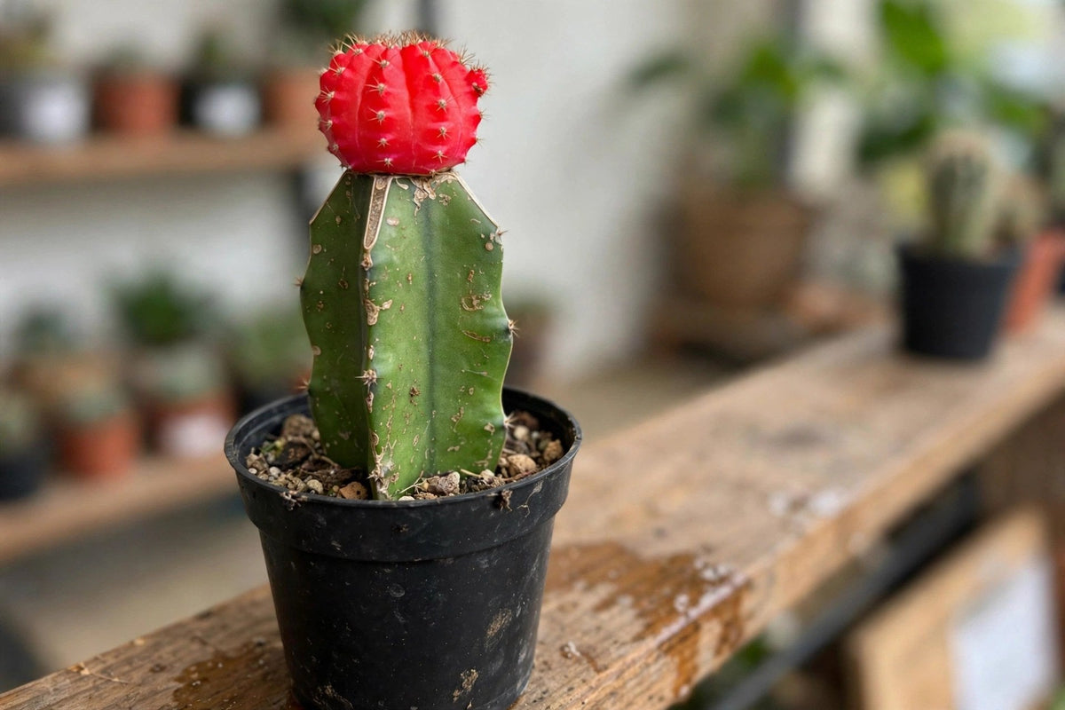 Grafted Cactus