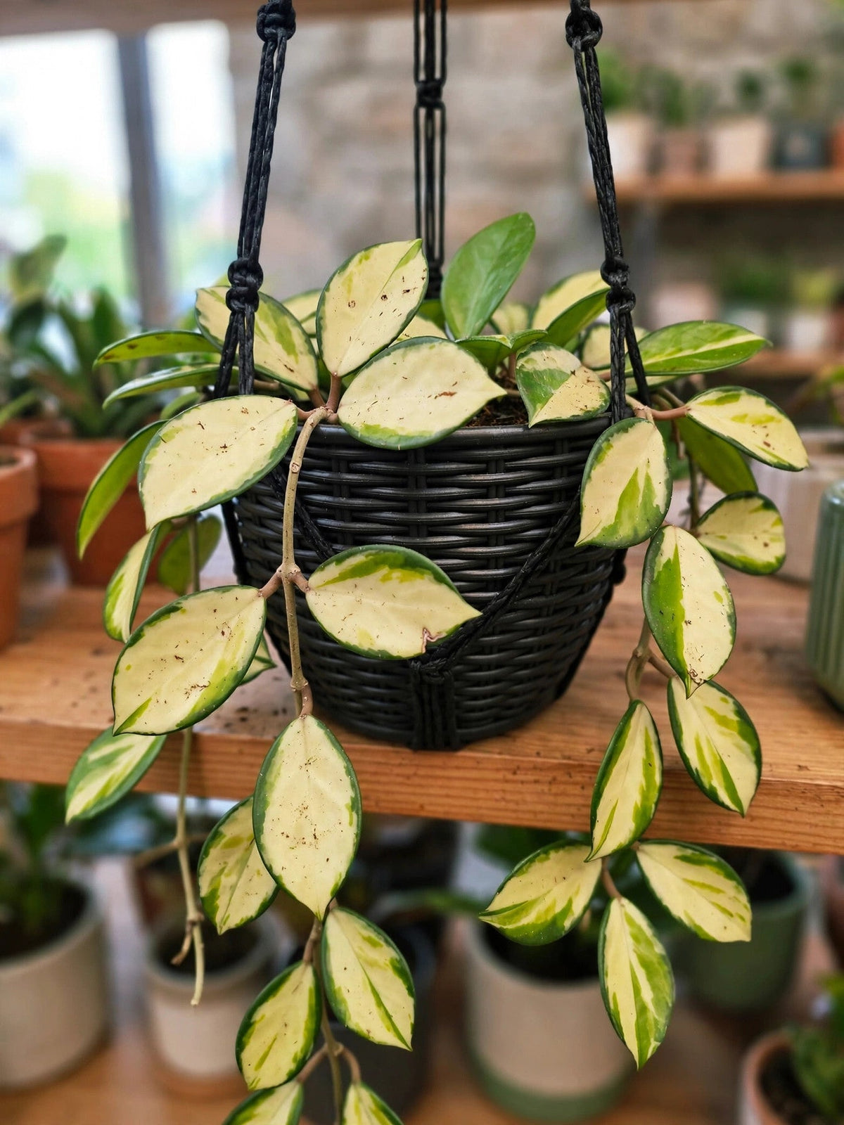 Hoya Australis Lisa