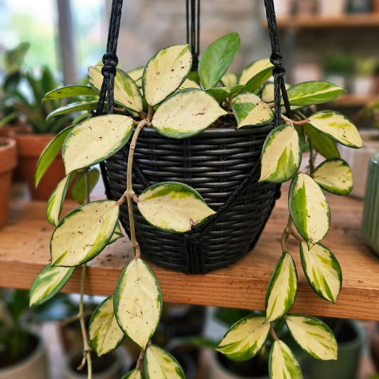 Hoya Australis Lisa